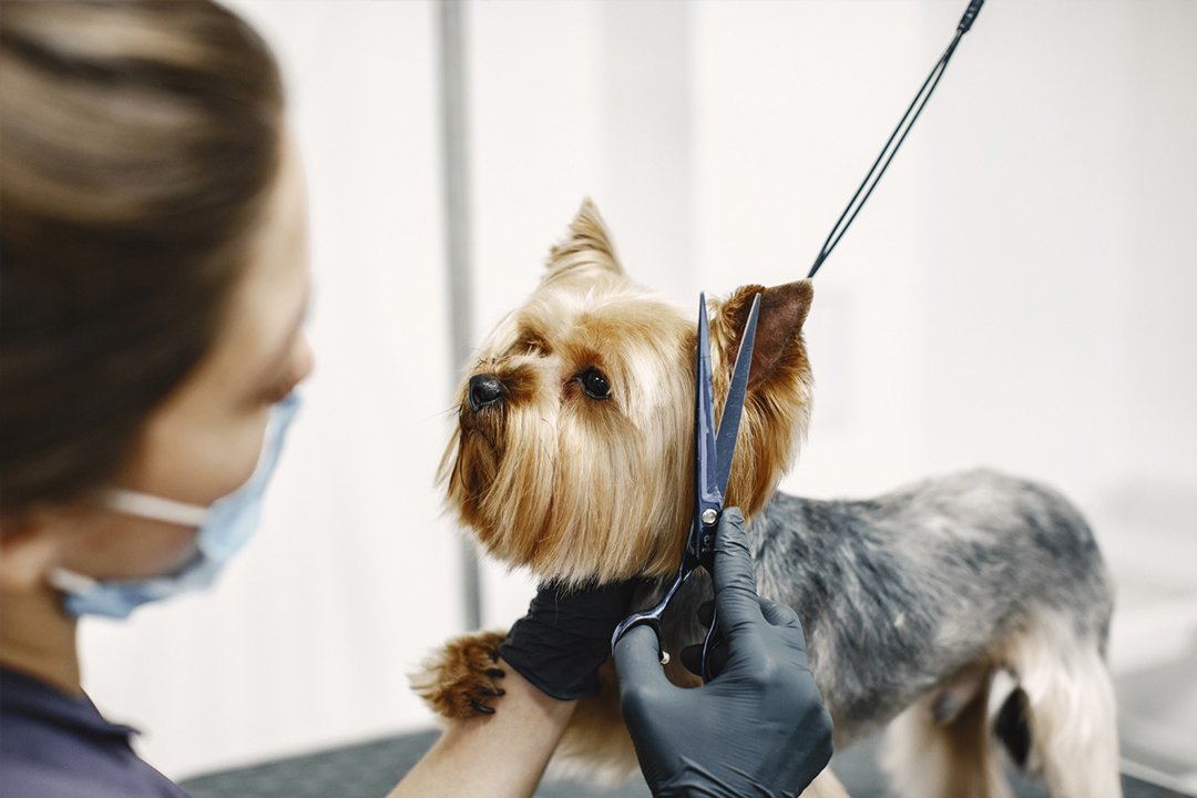 Dog Grooming London