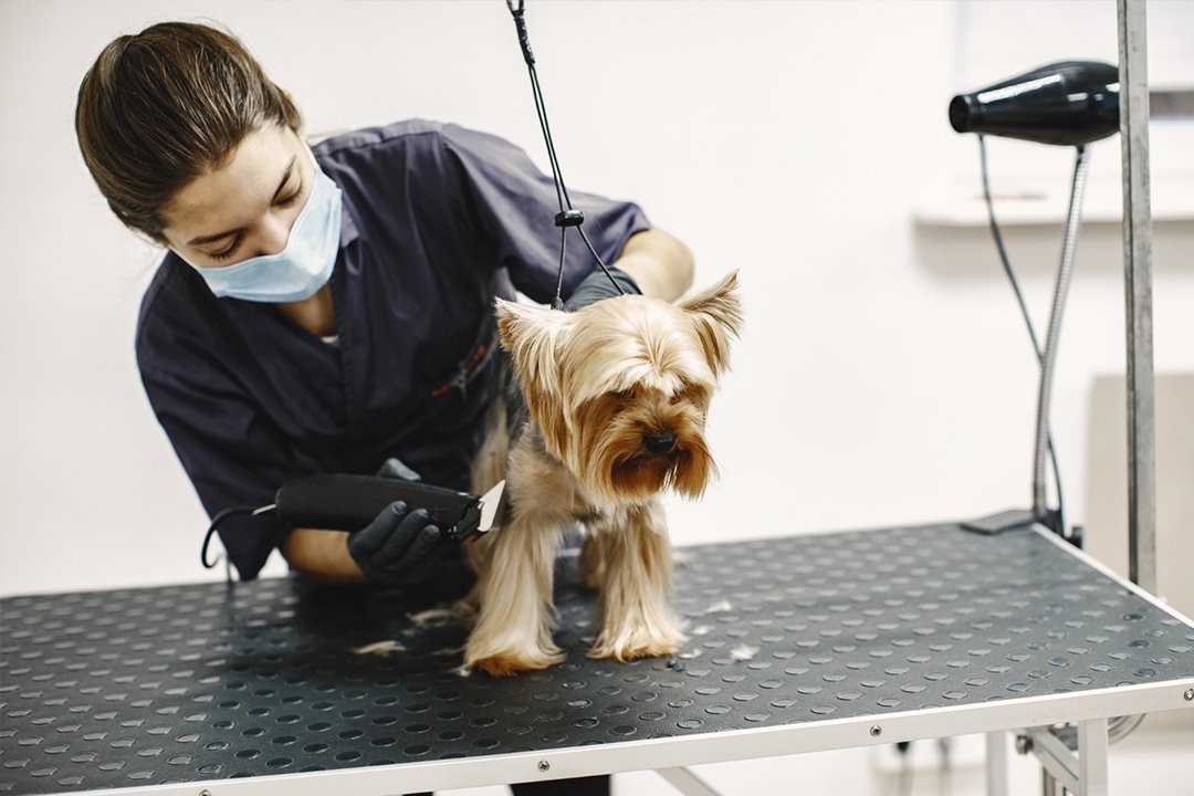 Dog Care London